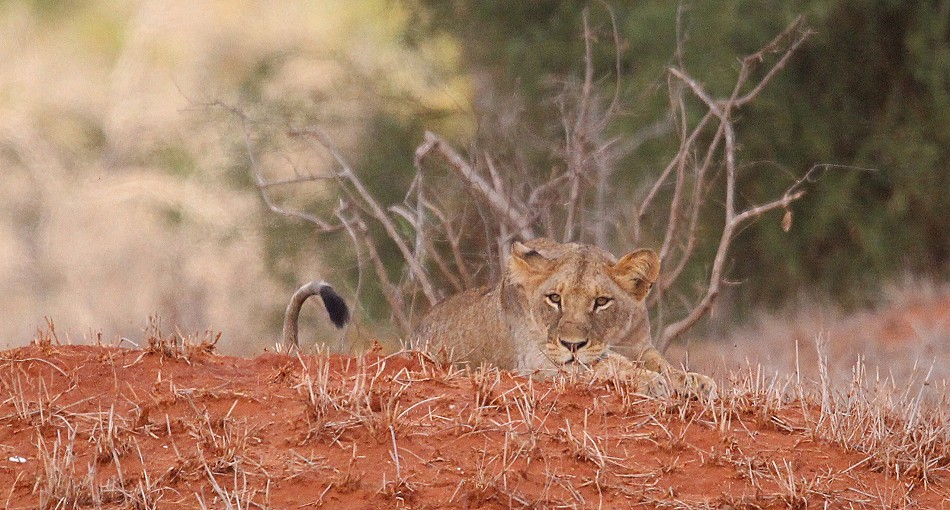 junge Löwen im Lumo Conservancy